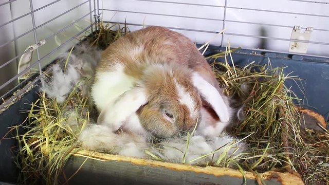 Rabbit Giving Birth Pet Bunny Animal Mammal Give Birth Newborn Kits Lop Kit Baby Pets Animals Stock Video