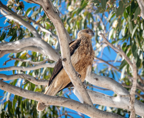 Whistling Kite 
