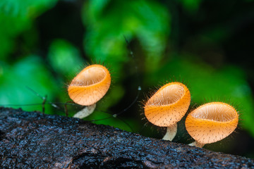 Strange of mushroom in the rainforest.