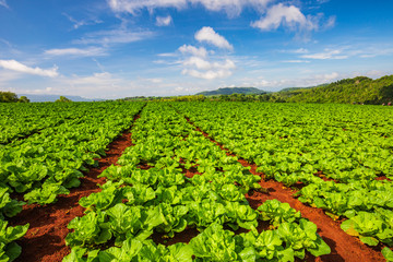 Chinese cabbage  planting in the rural of ThaiLand.