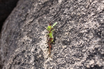 on rock