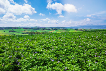 Fototapeta na wymiar Potato planting in the rural of ThaiLand.