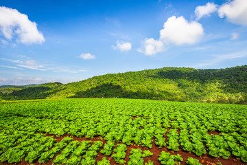 Fototapeta na wymiar Chinese cabbage planting in the rural of ThaiLand.