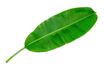 Banana leaf isolate on white background with clipping path included. Green banana leaf texture background, tropical dark green large foliage for design elements, summer background.