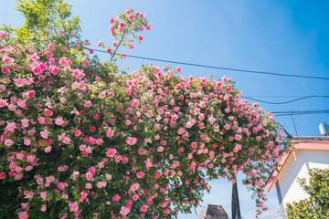 Fototapety na wymiar - Fototapeta24.pl