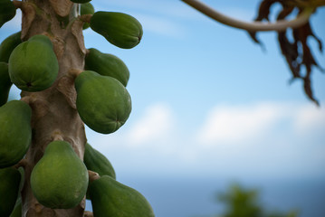 Fruit on tree