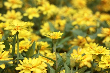 Flowers Don't Care Where They Grow