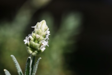 White Lavender Flowers In Sunlight
