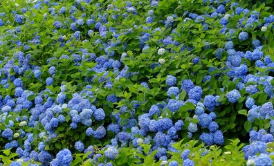 雲昌寺（あじさい寺）秋田県男鹿市