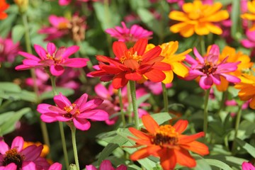 Flowers Don't Care Where They Grow