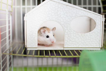 closeup hamster in a cage.