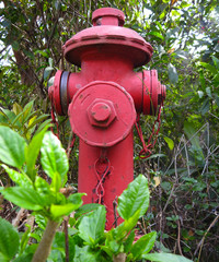 Red fire hydrant. Great background.  