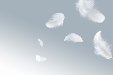 solf white feathers floating in the air