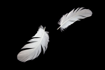 Obraz premium feather floating in the air, isolated on black background
