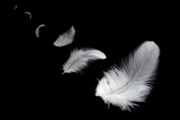 abstract, white feathers floating in the air, black background