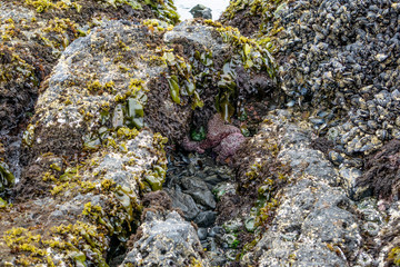 Pink starfish in a tide pool