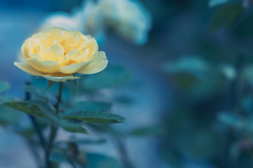 Close up of yellow blossom rose with blue tone adjustment background