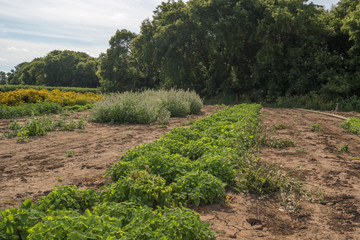 Green Mint plants in a farmers field