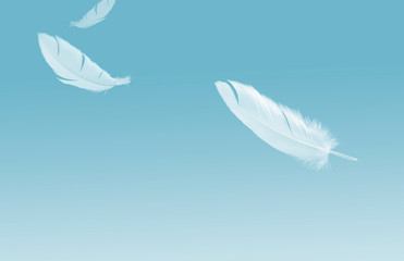 white bird feathers floating in the air