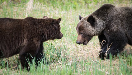 Grizzly bears during mating season in the wild