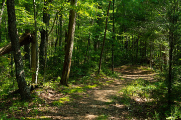 Trail through the Smokys