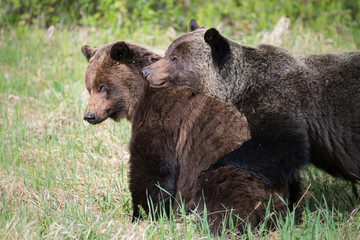Grizzly bears during mating season in the wild