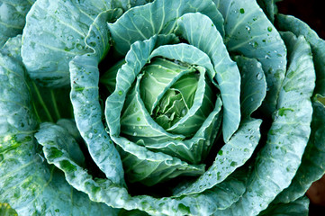 Green cabbage is wrapped in the head.