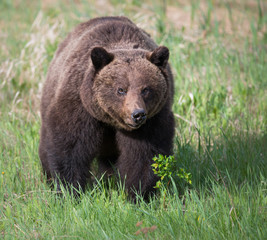 Fototapeta premium Grizzly bears during mating season in the wild