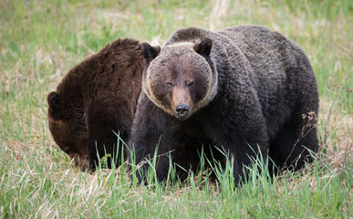 Grizzly bears during mating season in the wild