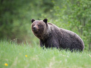 Fototapeta premium Grizzly bears during mating season in the wild