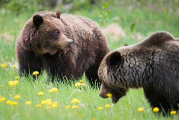 Grizzly bears during mating season in the wild