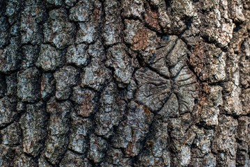 Bark of an Oak Tree