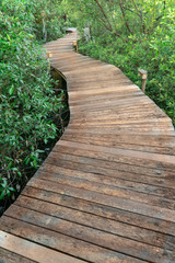 Fototapeta na wymiar Winding wooden pathway or plank dock in mangrove forest, Natural winding road