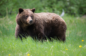 Grizzly bears during mating season in the wild