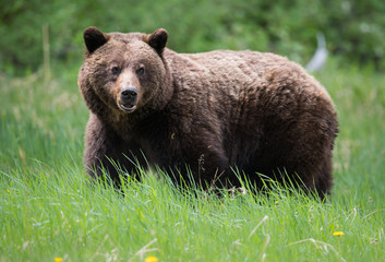 Grizzly bears during mating season in the wild