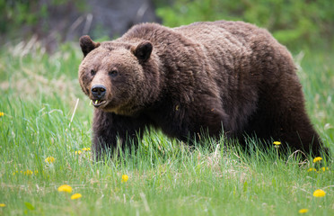 Grizzly bears during mating season in the wild