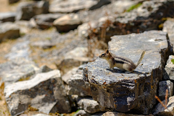 Chipmunk checking tourists