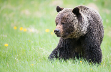 Fototapeta premium Grizzly bears during mating season in the wild