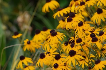 キヌガサギク（アラゲハンゴンソウ）