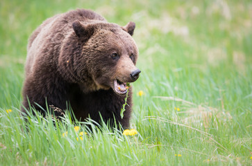 Grizzly bears during mating season in the wild