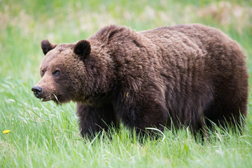 Grizzly bears during mating season in the wild