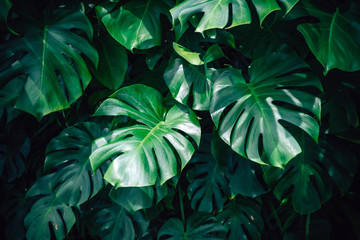 Fototapeta na wymiar Dark green leaves monstera or split leaf philodendron light and shadow background