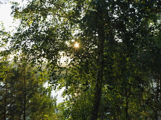 Fototapeta na wymiar the forest the morning sun shines through the trees