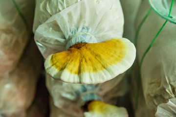 Farming medicinal Lingzhi or Reishi mushrooms in polyethylene bags