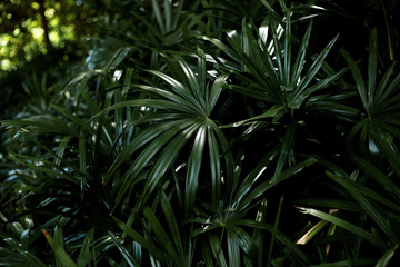 Naklejka na ściany i meble Palm leaves with background.