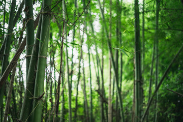 Naklejka premium Fresh green bamboo and beautiful bokeh in the forest
