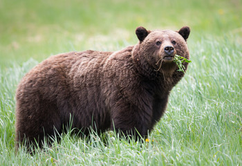 Fototapeta premium Grizzly bears during mating season in the wild