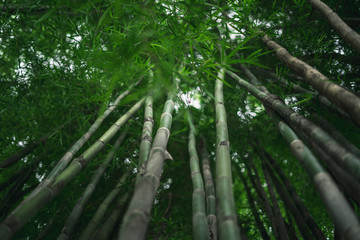 Obraz na płótnie Canvas Fresh green bamboo and beautiful bokeh in the forest