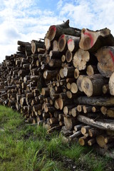 切り出された広葉樹の丸太