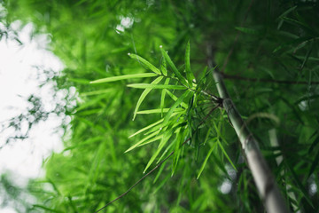 Fresh green bamboo and beautiful bokeh in the forest